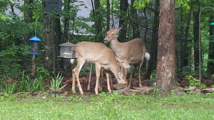 deer