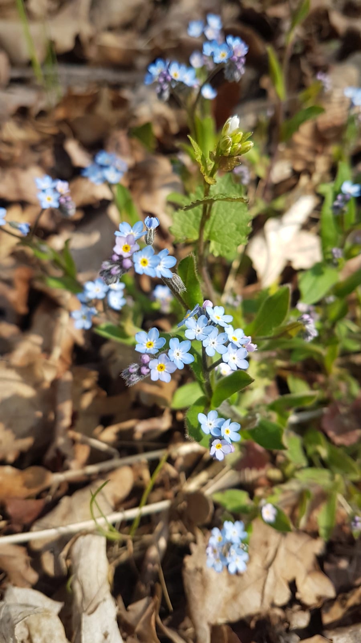 forget-me-not