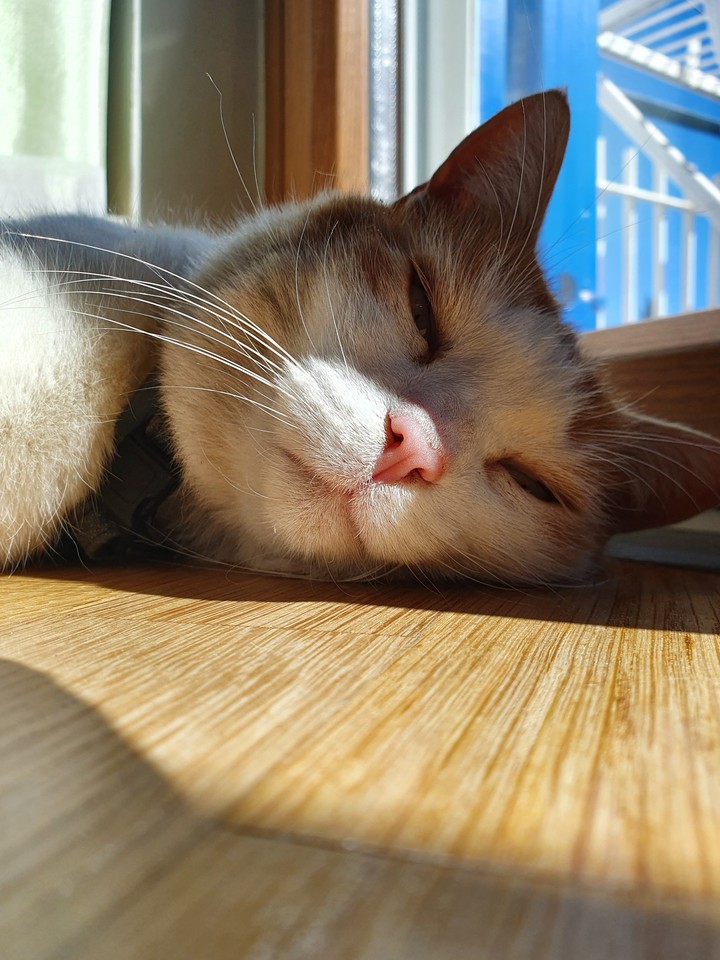 zampa