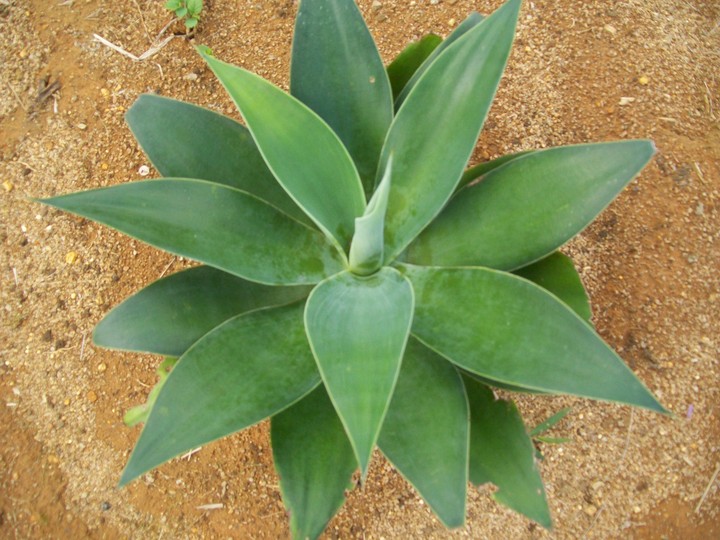 Planta