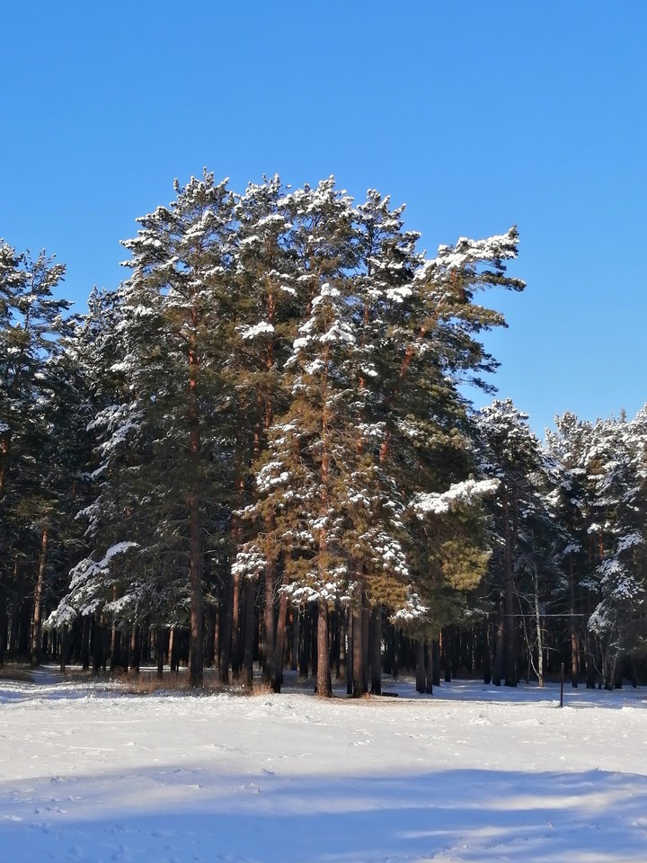 снег