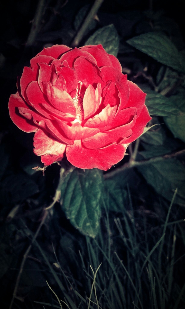 flower