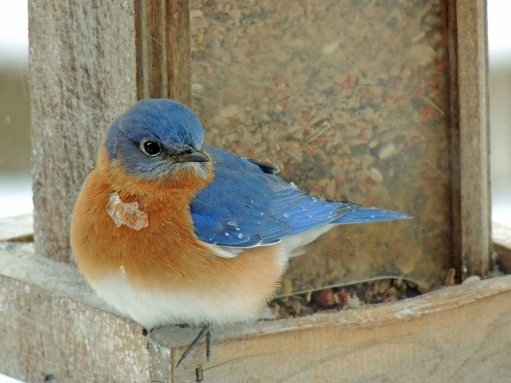 Male Bluebird