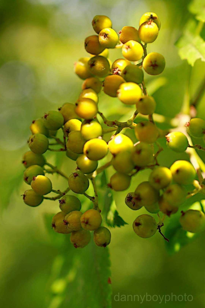fruits