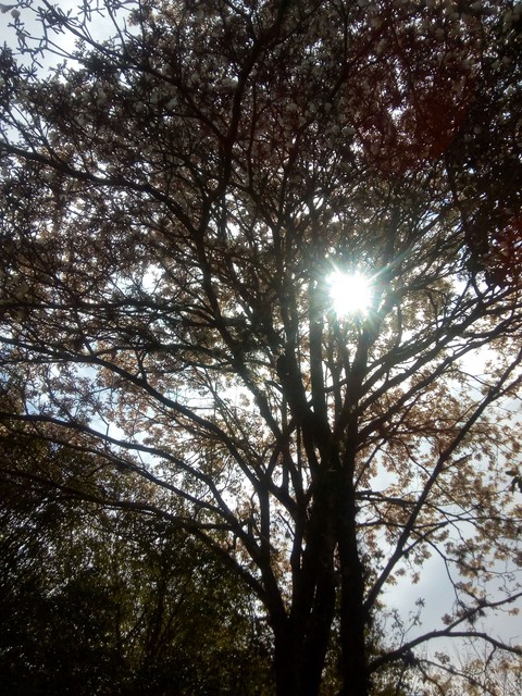 fonds d'écran Sítio, deciduous