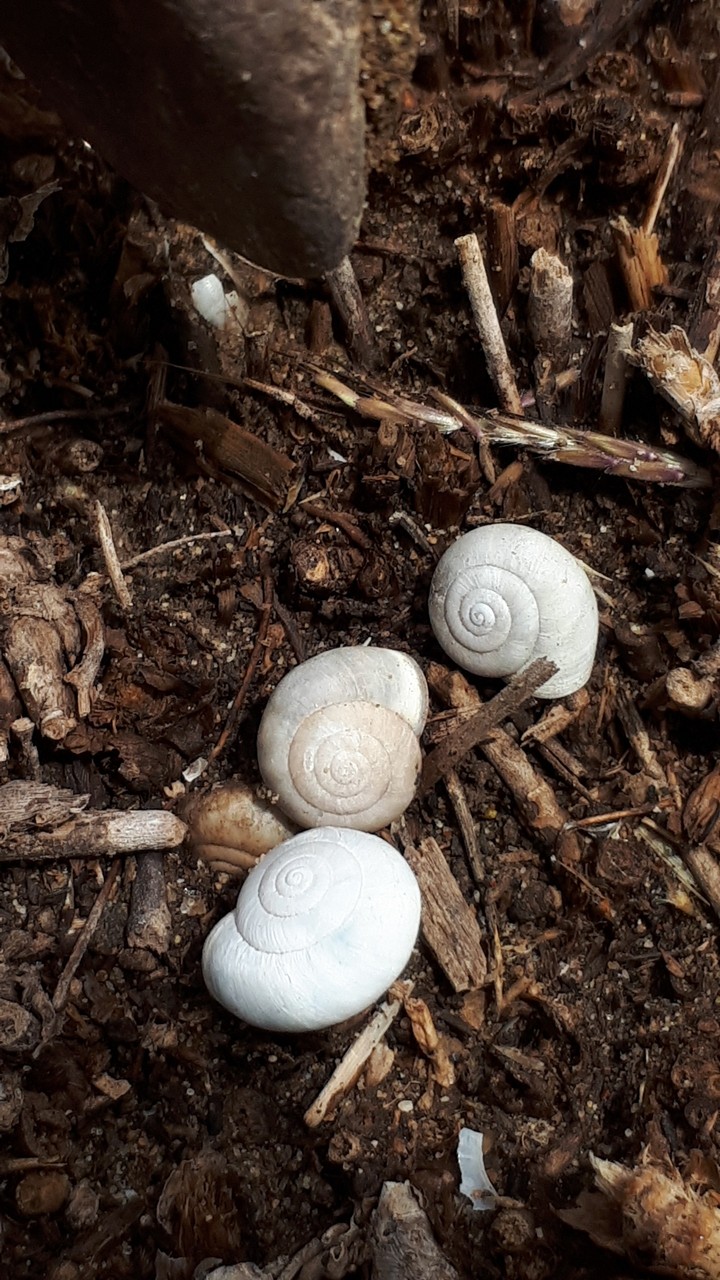 Shellfish