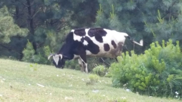 Cow grazing