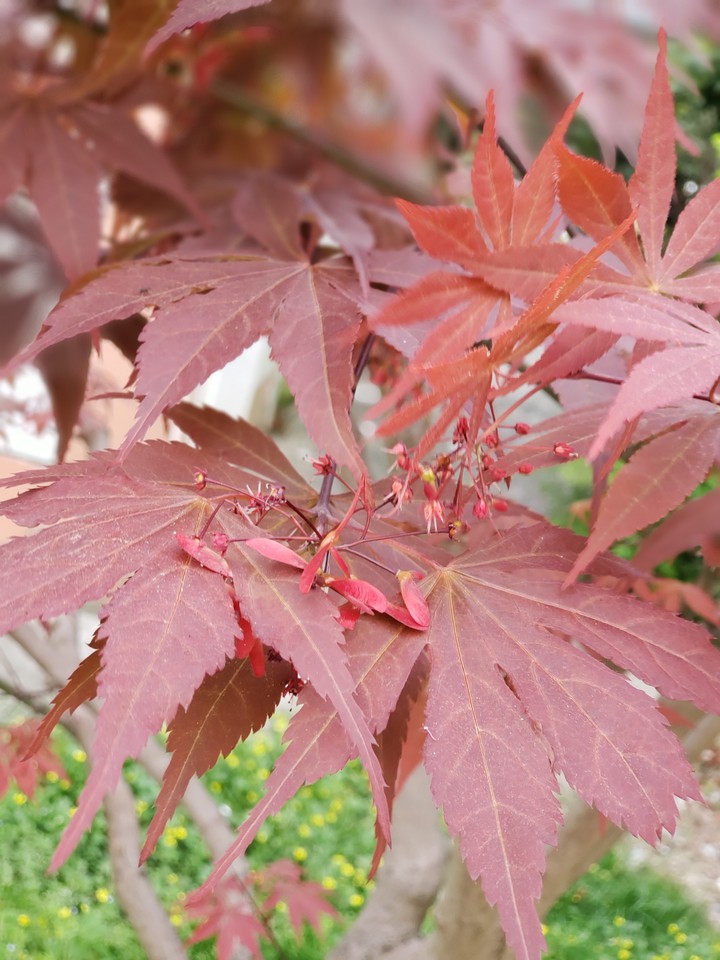 leafs 2