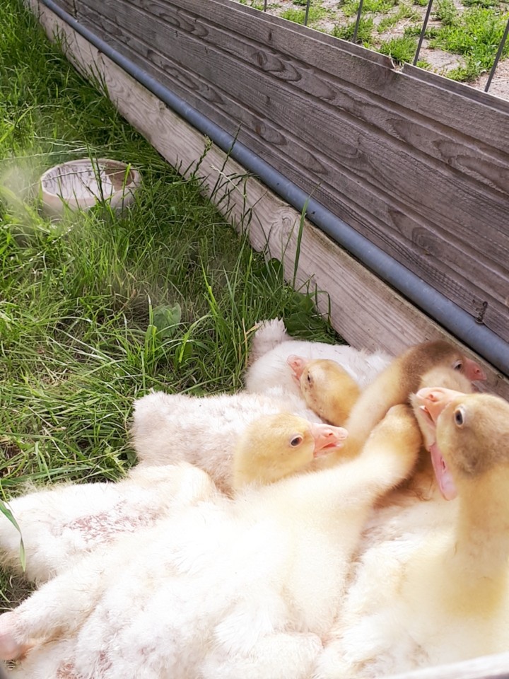 Tiere