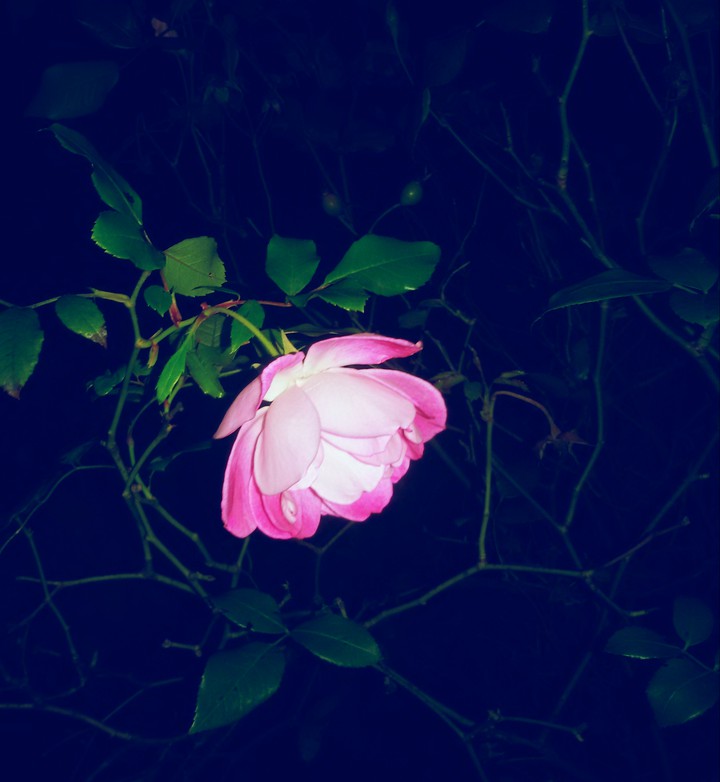 Nightwalk II