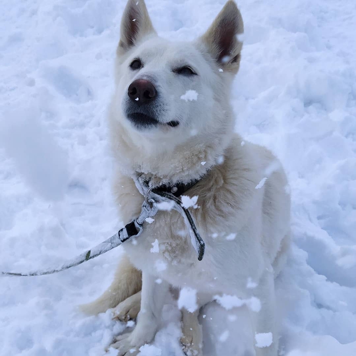 собака