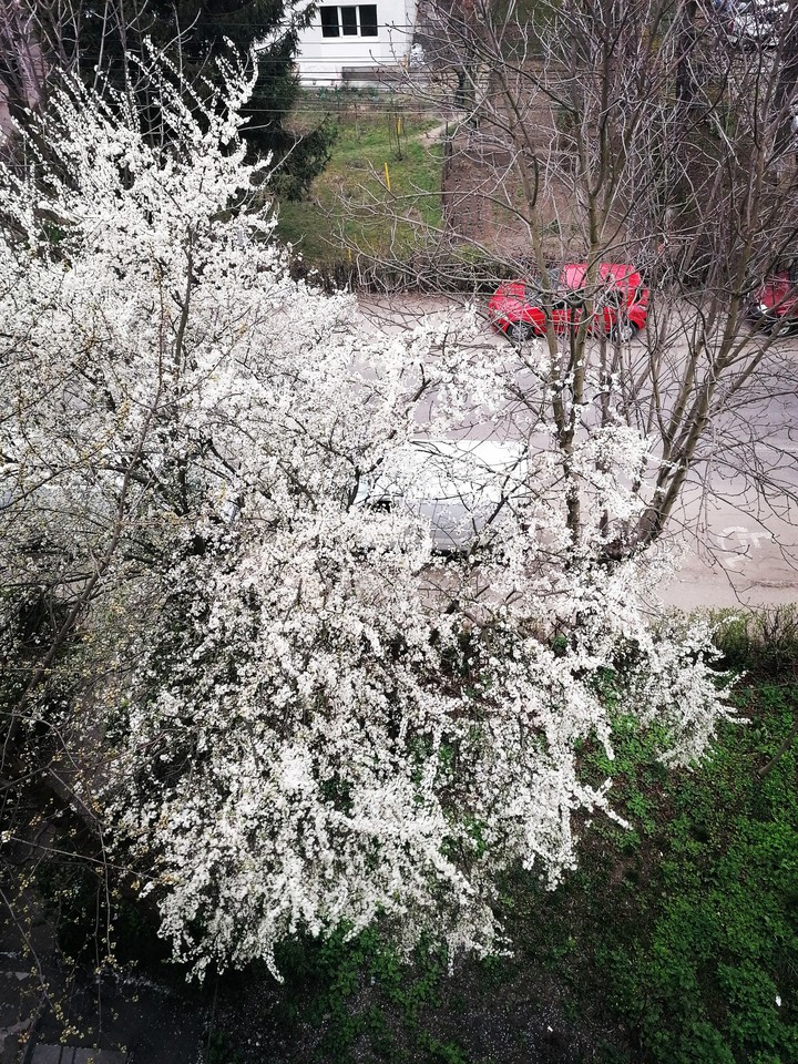 Blossom