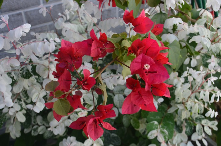 Flores são meus presentes diários.