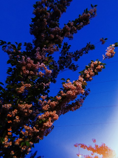 sakura