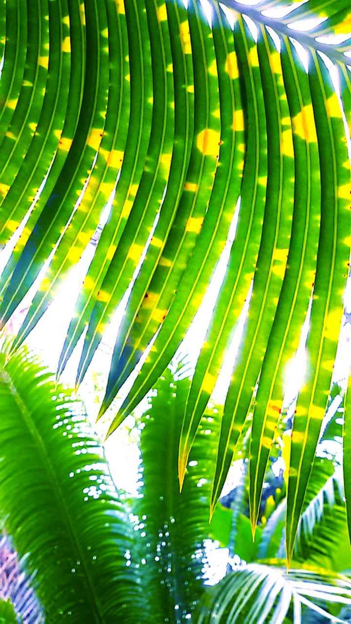nature leaf