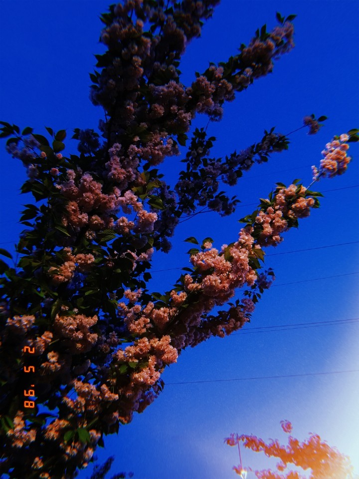 sakura
