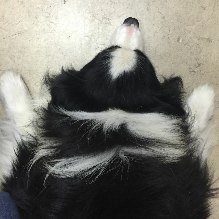 The Border Collie Because There Is No Better Dog