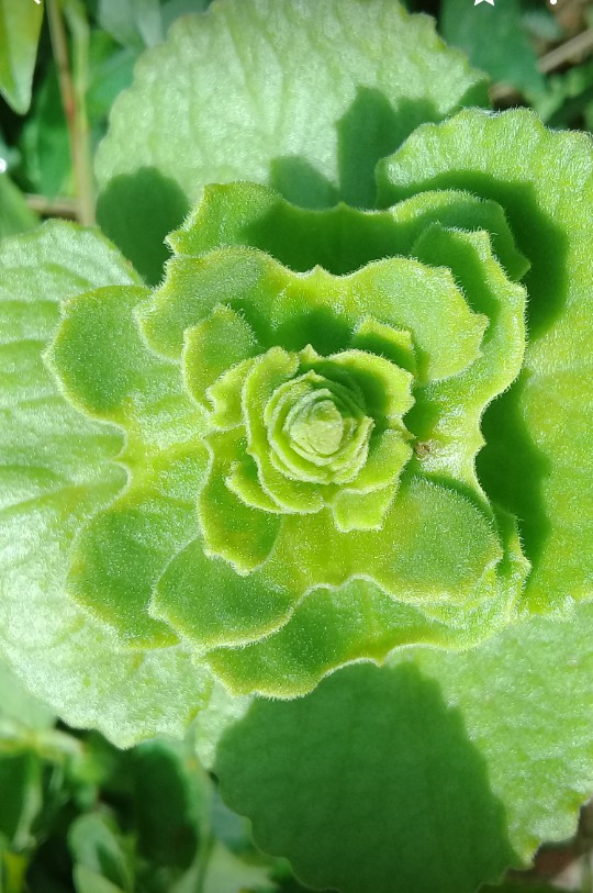Greeny...