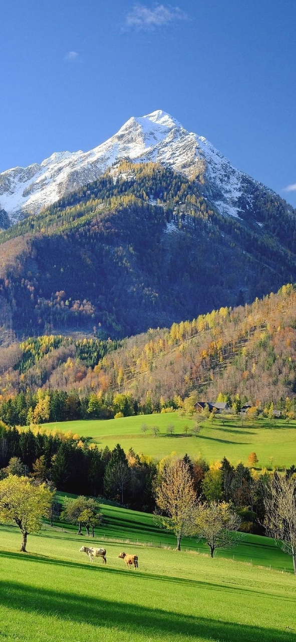 тапети nature, highland