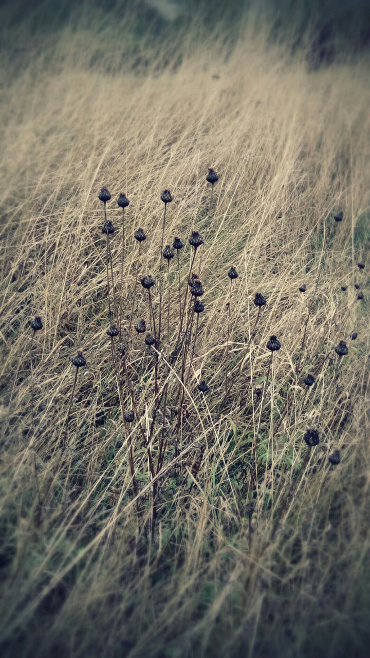 thistles