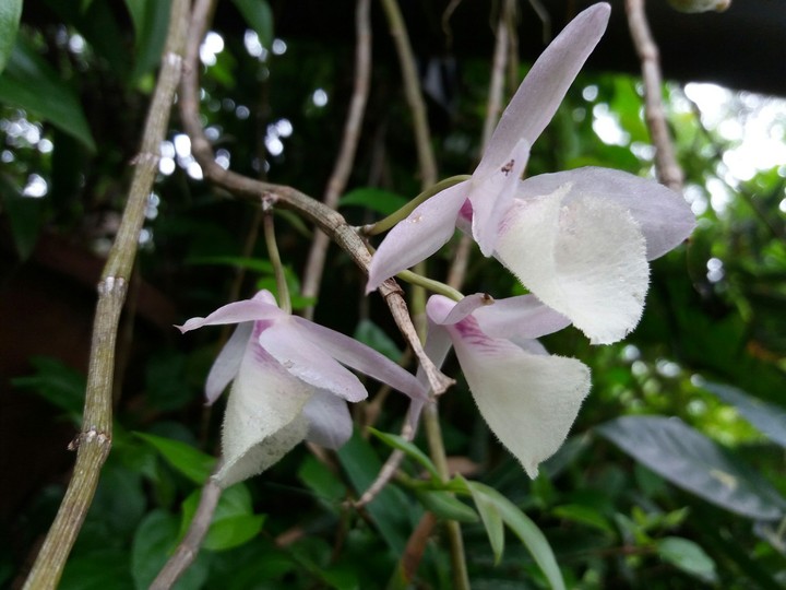 trio orchids