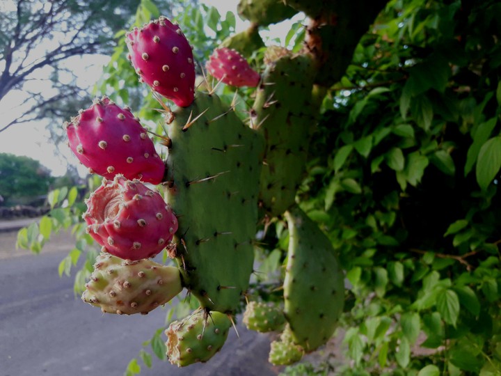 Tunas