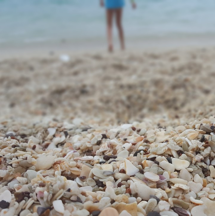 Costa Rica shells