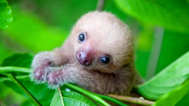 cutest baby sloth ever!