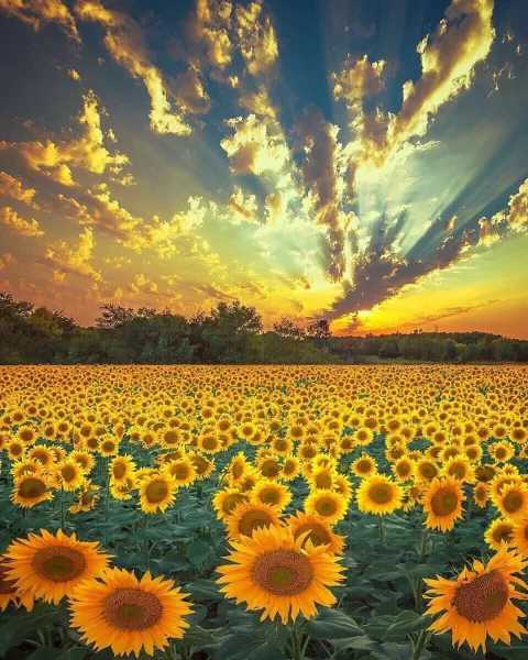 beautiful sunset