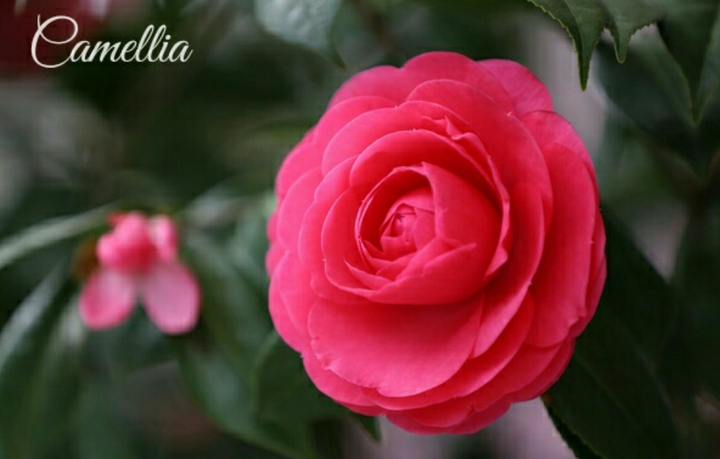 Camellia.