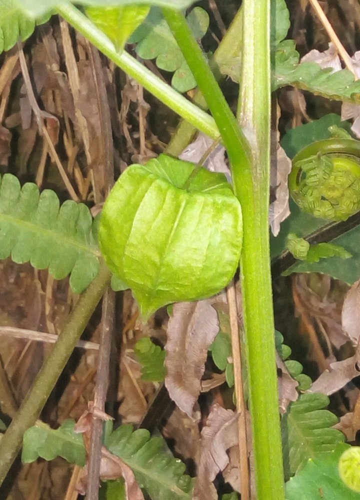From a bush...