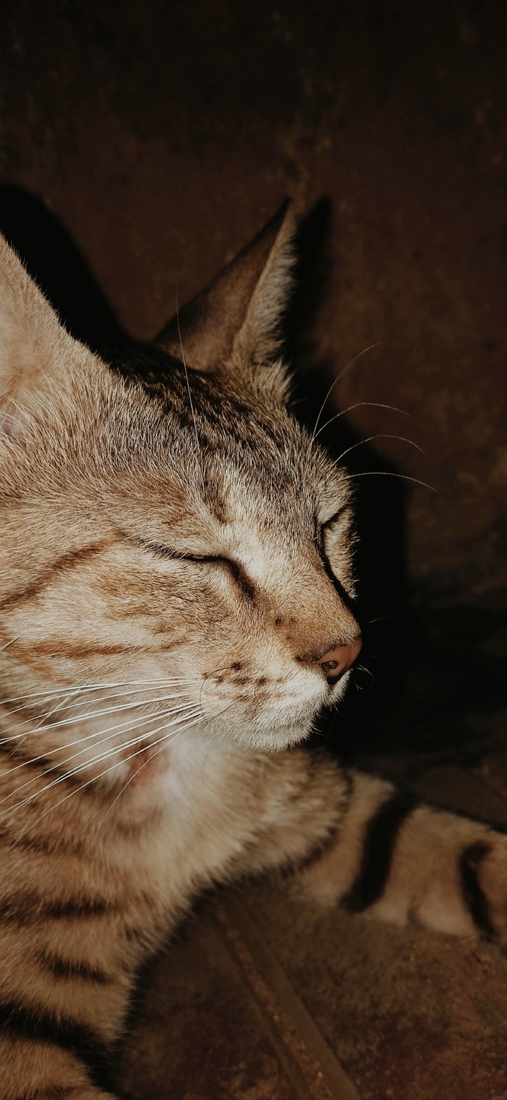 tom