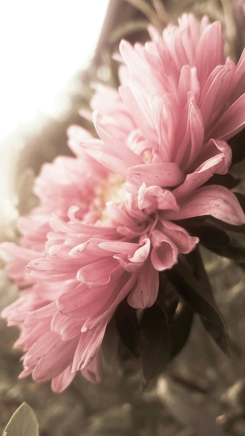 plant, peony Hintergrundbilder