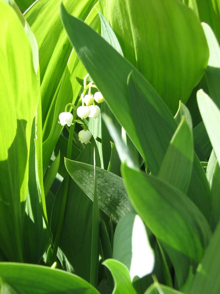 First lilies of the valley.