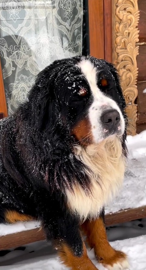 רקעים carnivores, snow