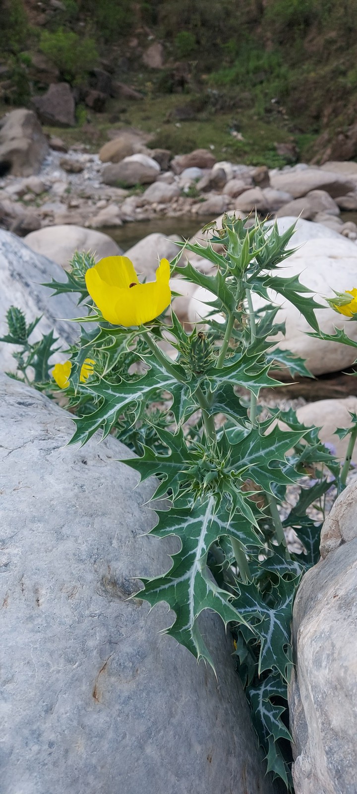 Flower Real