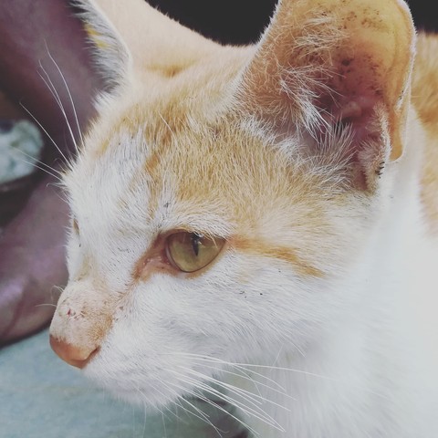 white cat