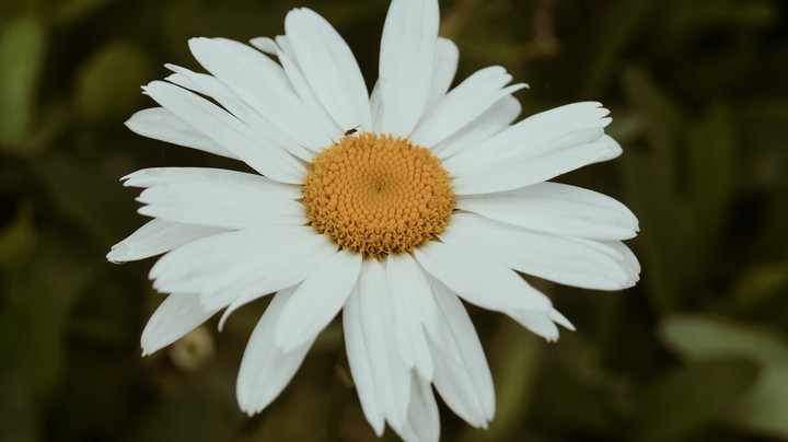 flowers white