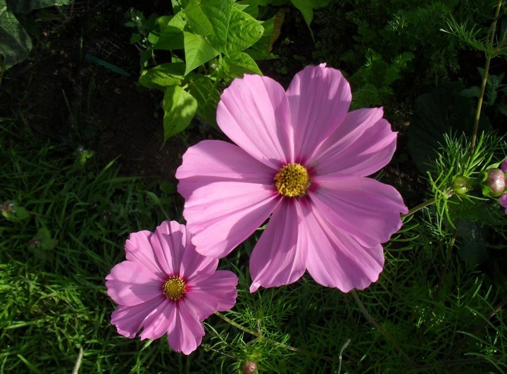 Kosmeya Colors Couple Flowerbed Greens