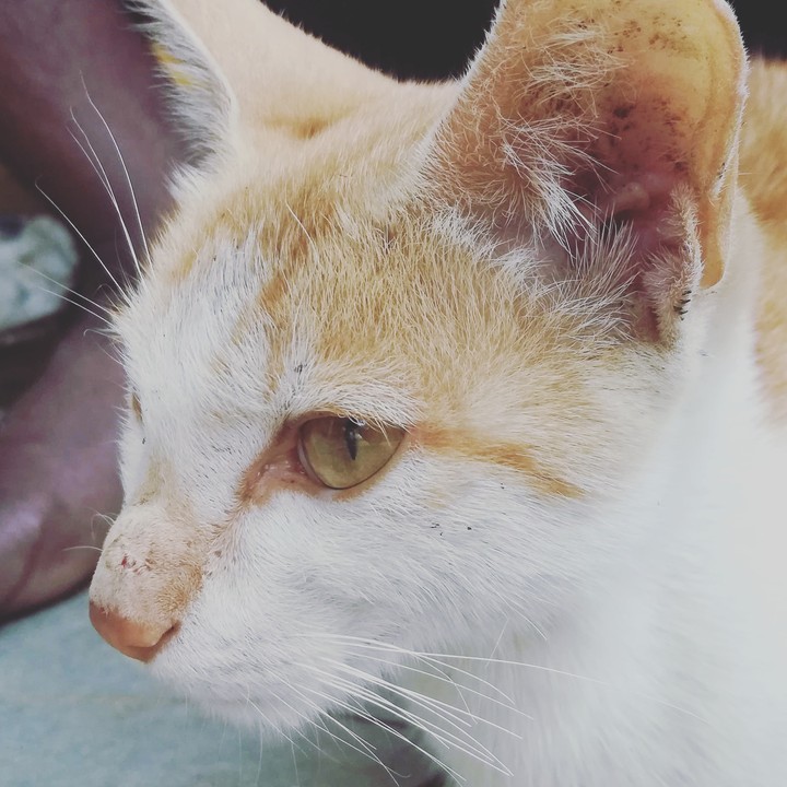white cat