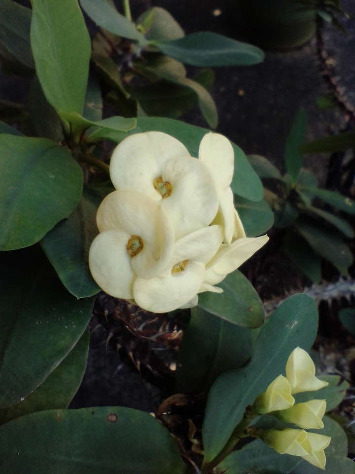 Dwarf Poi Sian Flower