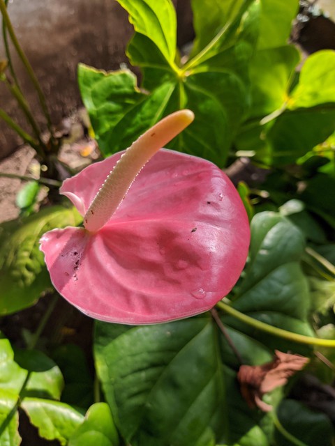 anthurium