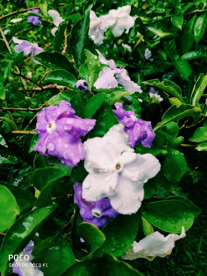 Flowers