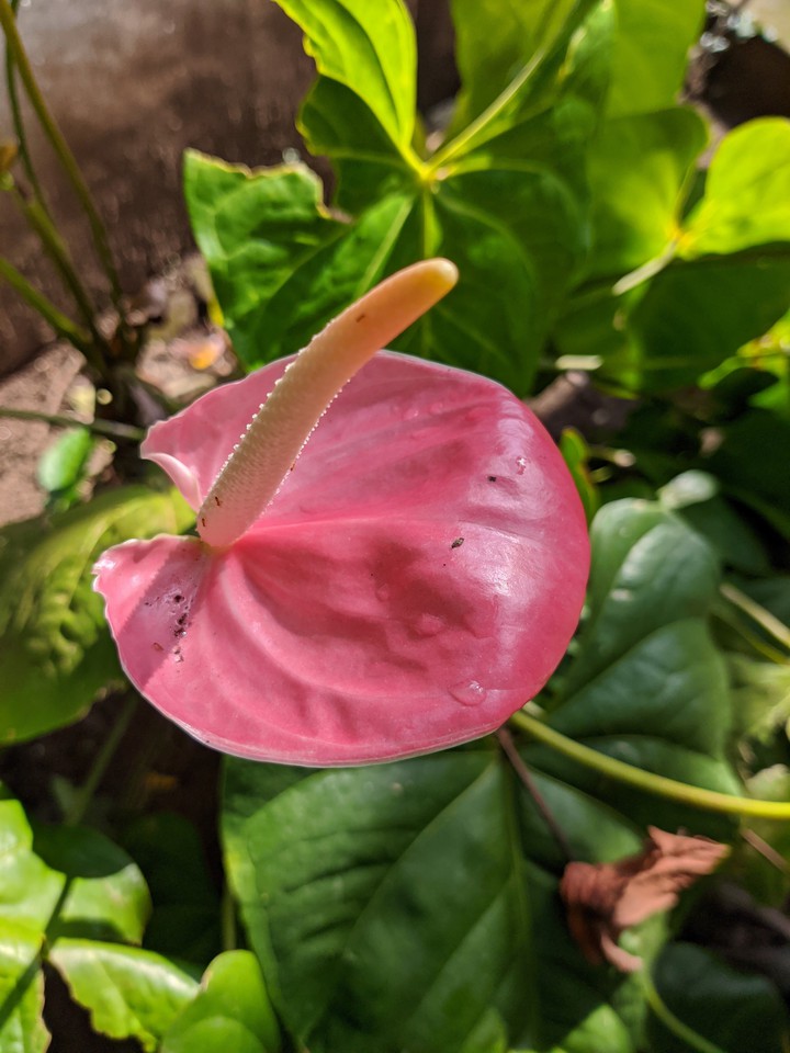 anthurium