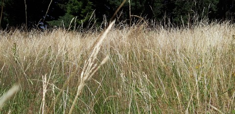 grass