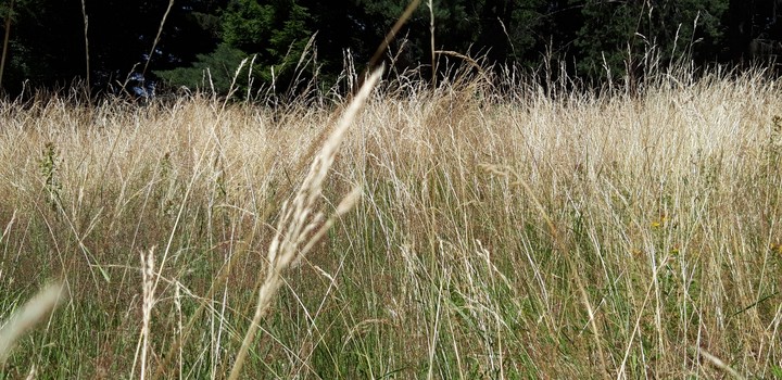 grass