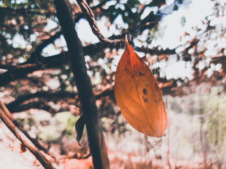 Dry Leaf