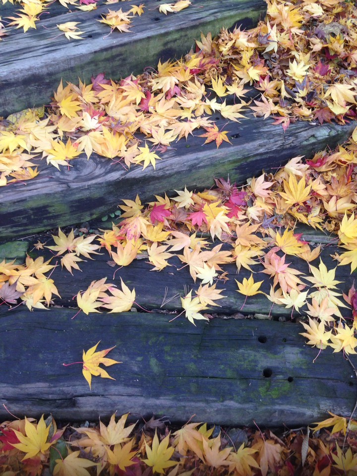leaf