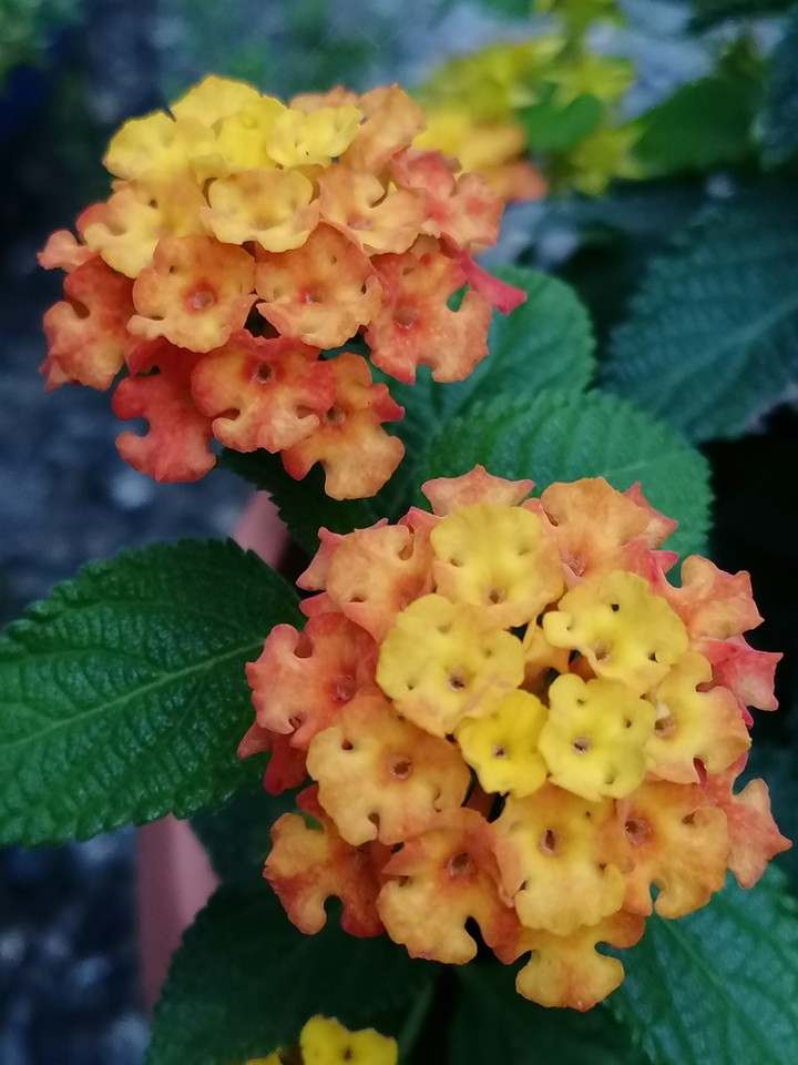 Blume