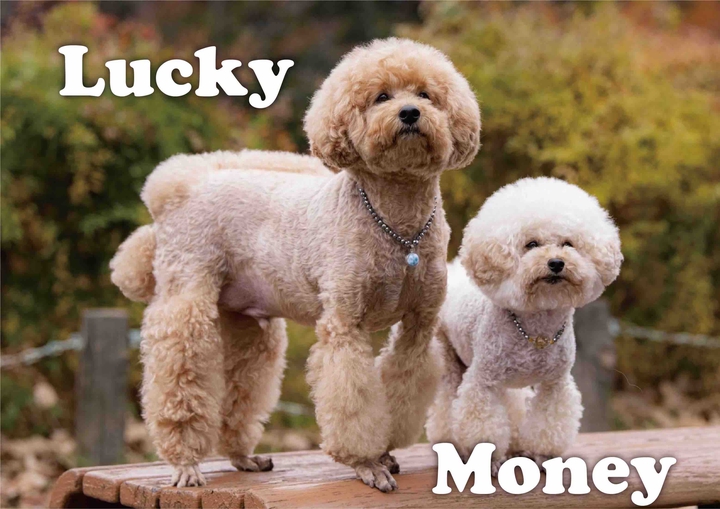 Lucky & Money